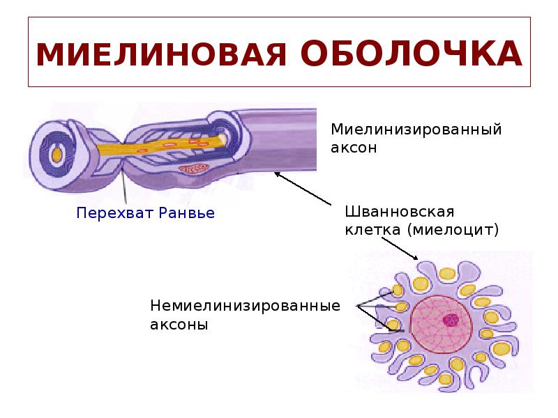 МИЕЛИНОВАЯ ОБОЛОЧКА МИЕЛИНОВАЯ ОБОЛОЧКА