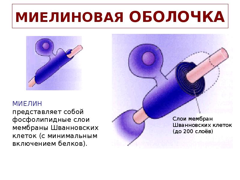 МИЕЛИНОВАЯ ОБОЛОЧКА МИЕЛИНОВАЯ ОБОЛОЧКА