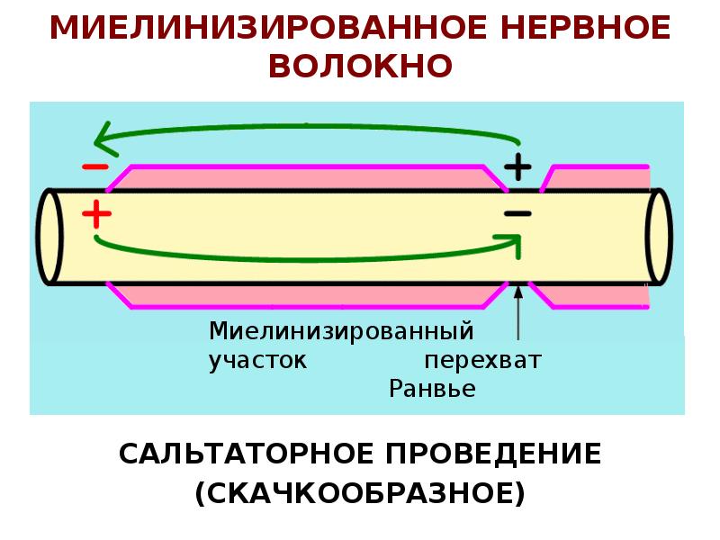 МИЕЛИНИЗИРОВАННОЕ НЕРВНОЕ ВОЛОКНО
САЛЬТАТОРНОЕ ПРОВЕДЕНИЕ
(СКАЧКООБРАЗНОЕ) МИЕЛИНИЗИРОВАННОЕ НЕРВНОЕ ВОЛОКНО
САЛЬТАТОРНОЕ ПРОВЕДЕНИЕ
(СКАЧКООБРАЗНОЕ)