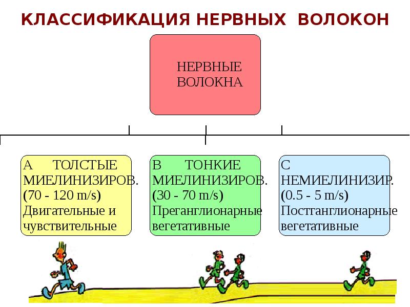 КЛАССИФИКАЦИЯ НЕРВНЫХ ВОЛОКОН КЛАССИФИКАЦИЯ НЕРВНЫХ ВОЛОКОН