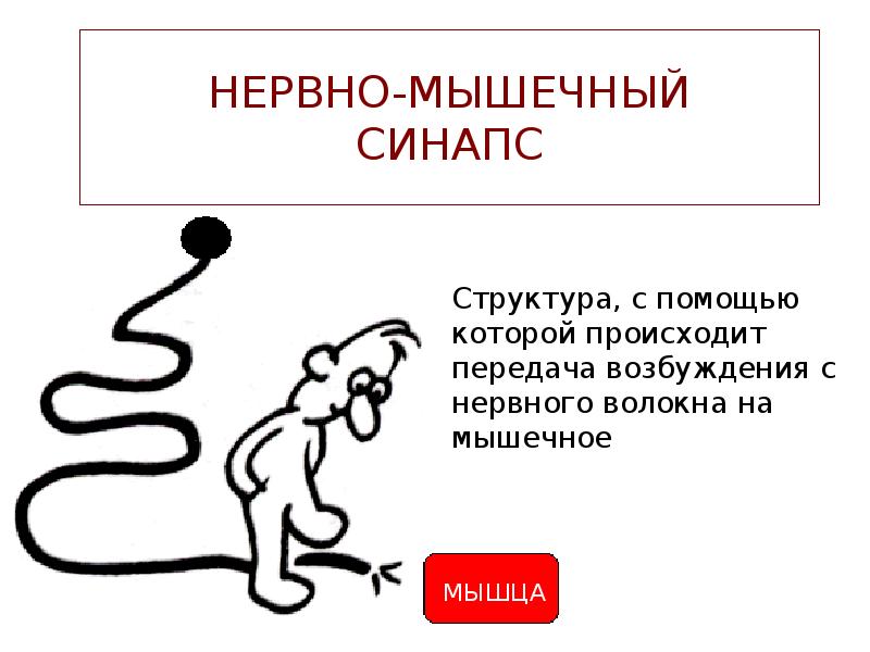 НЕРВНО-МЫШЕЧНЫЙ СИНАПС
Структура, с помощью которой происходит передача возбуждения с нервного НЕРВНО-МЫШЕЧНЫЙ СИНАПС
Структура, с помощью которой происходит передача возбуждения с нервного