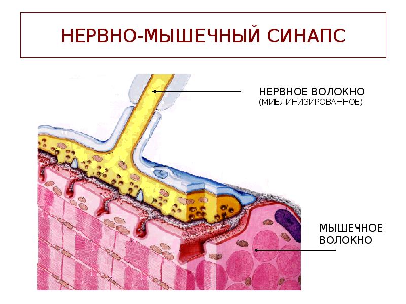 НЕРВНО-МЫШЕЧНЫЙ СИНАПС НЕРВНО-МЫШЕЧНЫЙ СИНАПС