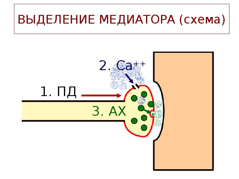 ВЫДЕЛЕНИЕ МЕДИАТОРА (схема) ВЫДЕЛЕНИЕ МЕДИАТОРА (схема)