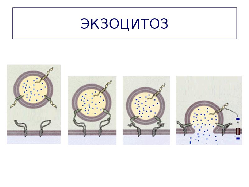 ЭКЗОЦИТОЗ ЭКЗОЦИТОЗ