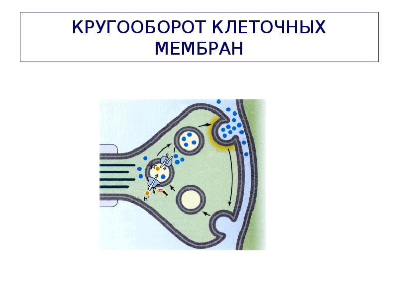 КРУГООБОРОТ КЛЕТОЧНЫХ МЕМБРАН КРУГООБОРОТ КЛЕТОЧНЫХ МЕМБРАН