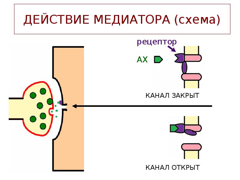 ДЕЙСТВИЕ МЕДИАТОРА (схема) ДЕЙСТВИЕ МЕДИАТОРА (схема)