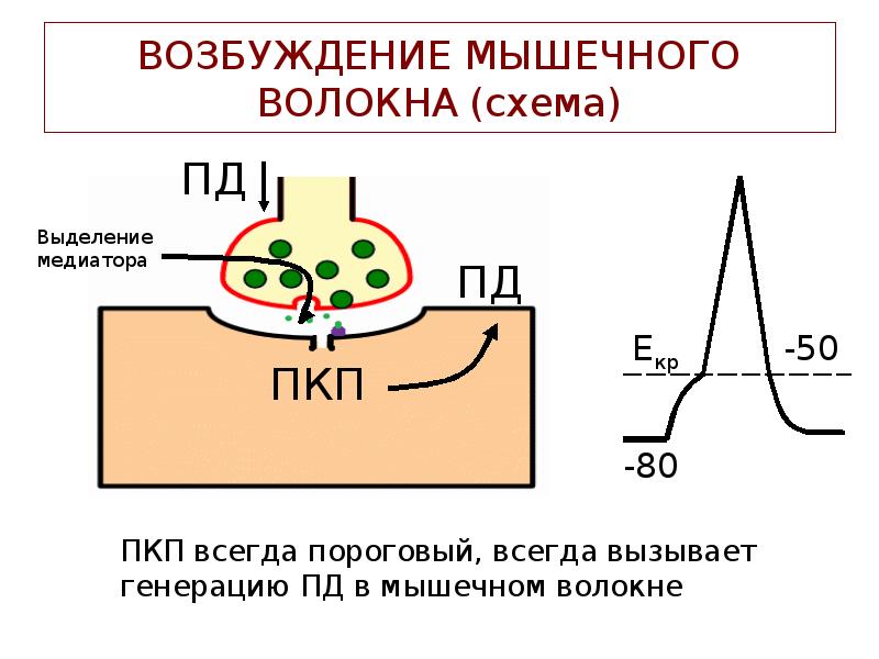 ВОЗБУЖДЕНИЕ МЫШЕЧНОГО ВОЛОКНА (схема) ВОЗБУЖДЕНИЕ МЫШЕЧНОГО ВОЛОКНА (схема)