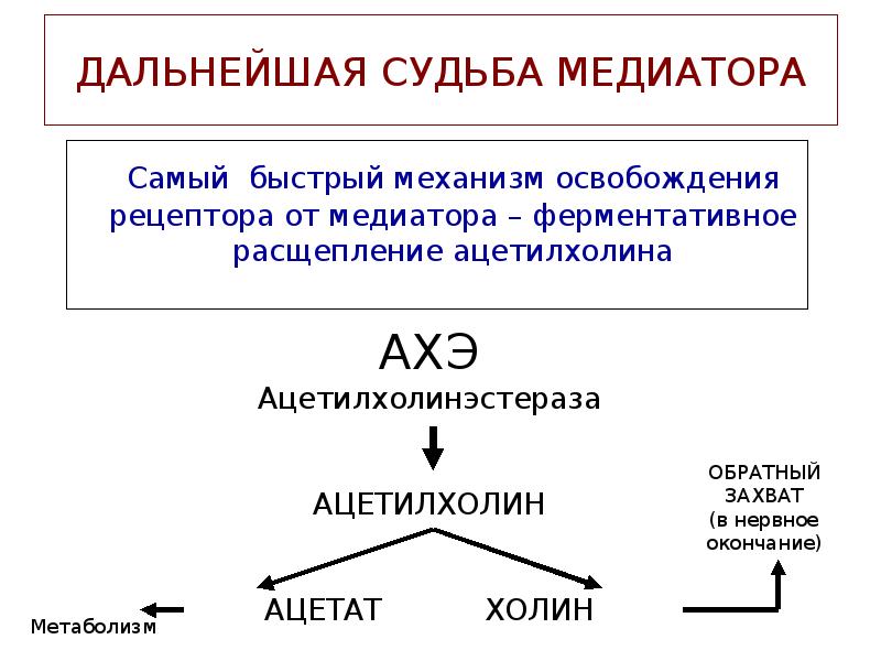 ДАЛЬНЕЙШАЯ СУДЬБА МЕДИАТОРА
Самый быстрый механизм освобождения рецептора от медиатора – ДАЛЬНЕЙШАЯ СУДЬБА МЕДИАТОРА
Самый быстрый механизм освобождения рецептора от медиатора –