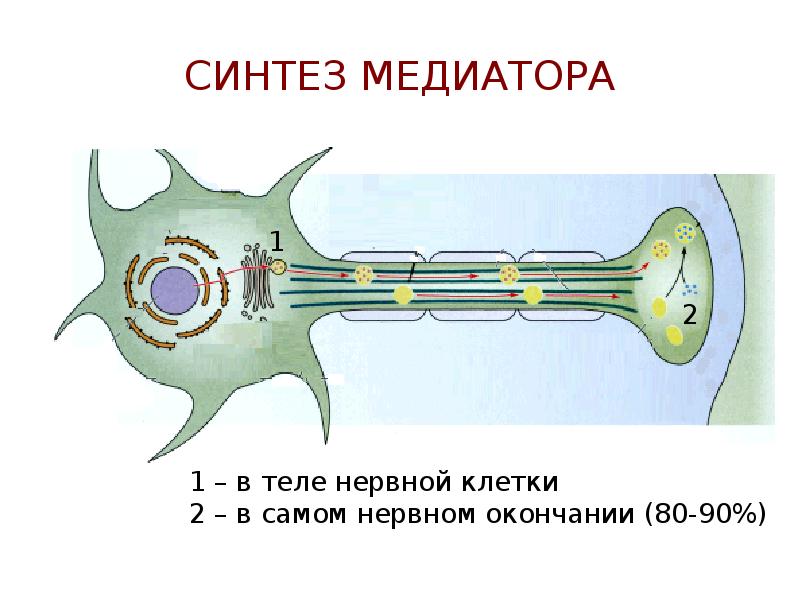 СИНТЕЗ МЕДИАТОРА СИНТЕЗ МЕДИАТОРА