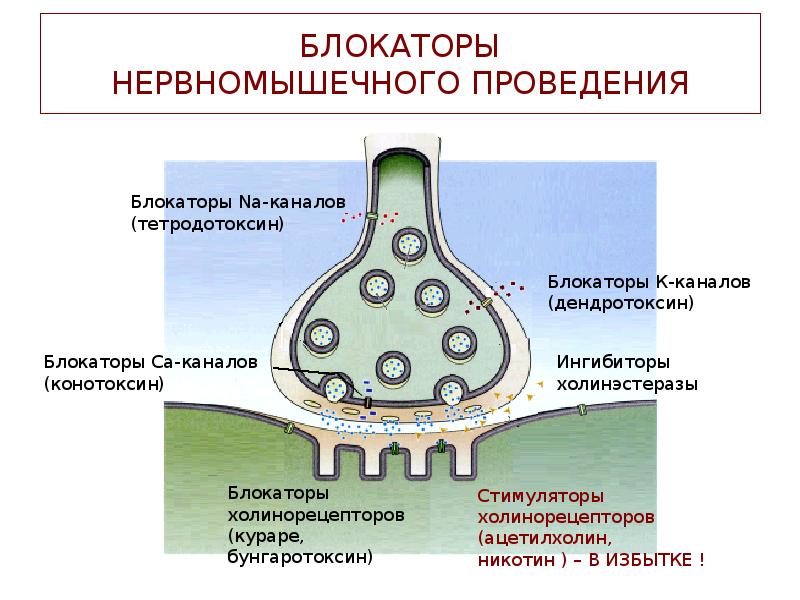 БЛОКАТОРЫ НЕРВНОМЫШЕЧНОГО ПРОВЕДЕНИЯ БЛОКАТОРЫ НЕРВНОМЫШЕЧНОГО ПРОВЕДЕНИЯ