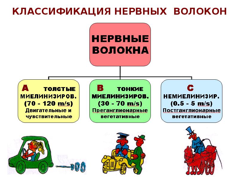 КЛАССИФИКАЦИЯ НЕРВНЫХ ВОЛОКОН