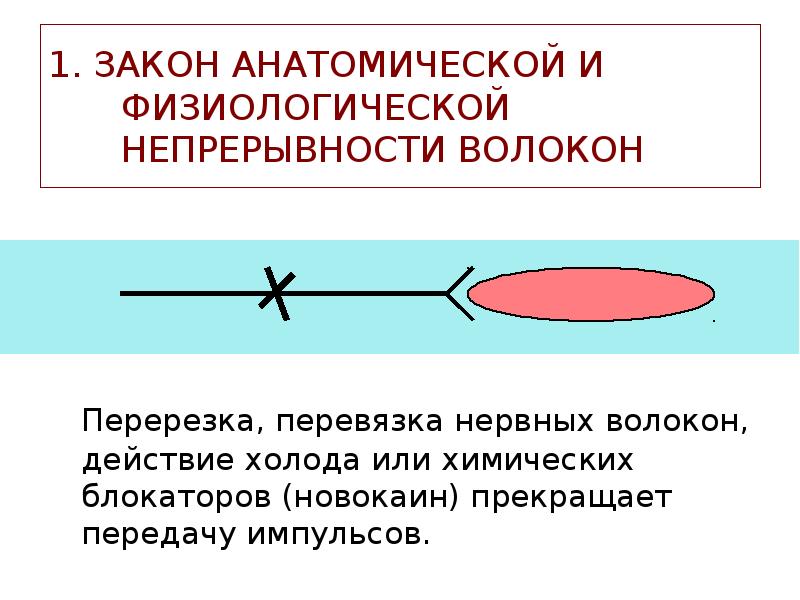 1. ЗАКОН АНАТОМИЧЕСКОЙ И ФИЗИОЛОГИЧЕСКОЙ НЕПРЕРЫВНОСТИ ВОЛОКОН
Перерезка, перевязка нервных волокон, 1. ЗАКОН АНАТОМИЧЕСКОЙ И ФИЗИОЛОГИЧЕСКОЙ НЕПРЕРЫВНОСТИ ВОЛОКОН
Перерезка, перевязка нервных волокон,
