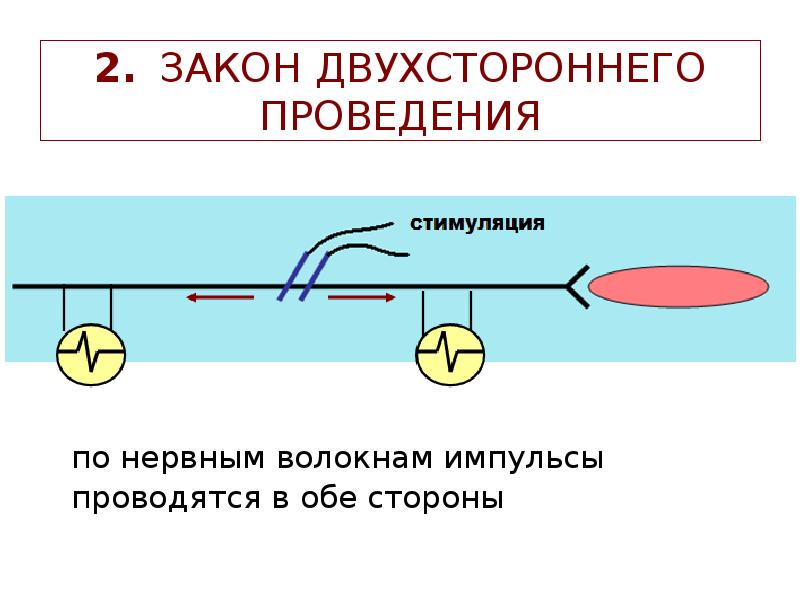 2. ЗАКОН ДВУХСТОРОННЕГО ПРОВЕДЕНИЯ
по нервным волокнам импульсы проводятся в обе 2. ЗАКОН ДВУХСТОРОННЕГО ПРОВЕДЕНИЯ
по нервным волокнам импульсы проводятся в обе