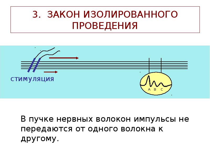 3. ЗАКОН ИЗОЛИРОВАННОГО ПРОВЕДЕНИЯ
В пучке нервных волокон импульсы не передаются 3. ЗАКОН ИЗОЛИРОВАННОГО ПРОВЕДЕНИЯ
В пучке нервных волокон импульсы не передаются