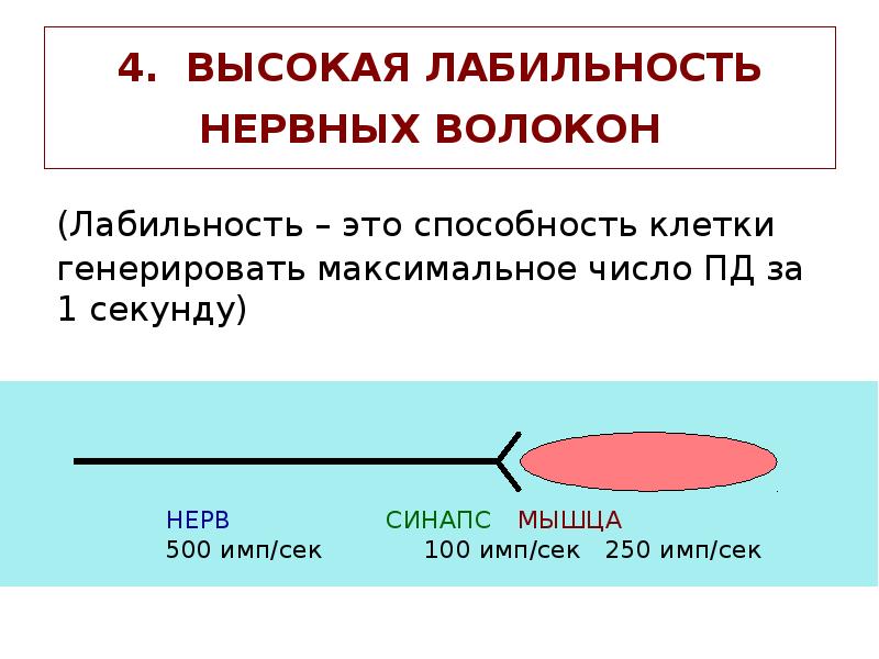 4. ВЫСОКАЯ ЛАБИЛЬНОСТЬ НЕРВНЫХ ВОЛОКОН
(Лабильность – это способность клетки 4. ВЫСОКАЯ ЛАБИЛЬНОСТЬ НЕРВНЫХ ВОЛОКОН
(Лабильность – это способность клетки