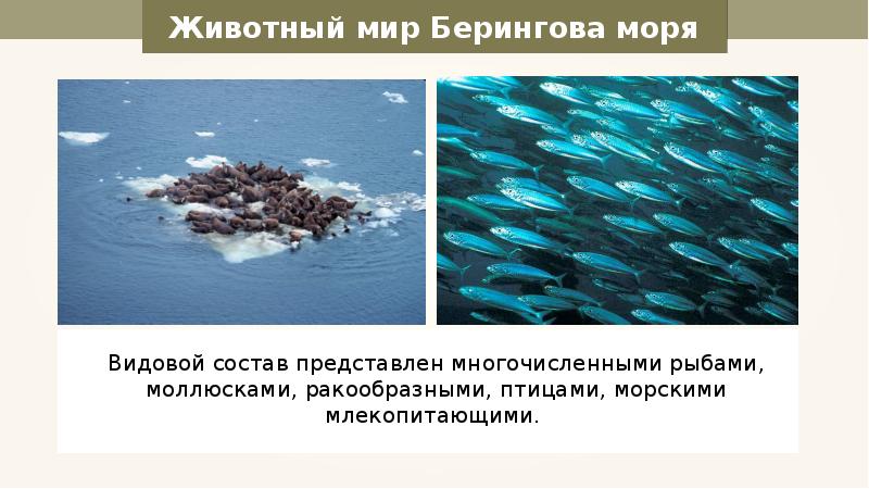 Презентация про берингово море