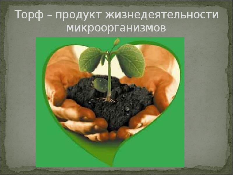 Торф – продукт жизнедеятельности микроорганизмов Торф – продукт жизнедеятельности микроорганизмов