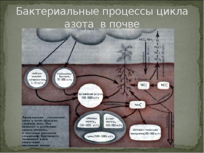 Бактериальные процессы цикла азота в почве Бактериальные процессы цикла азота в почве