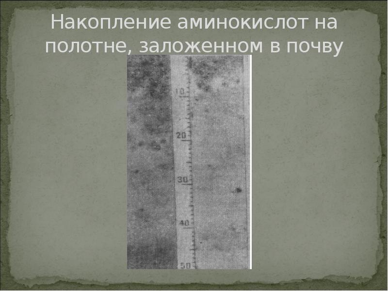 Накопление аминокислот на полотне, заложенном в почву Накопление аминокислот на полотне, заложенном в почву