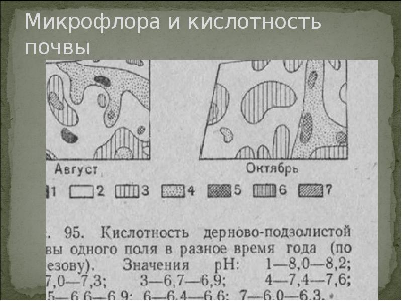 Микрофлора и кислотность почвы Микрофлора и кислотность почвы