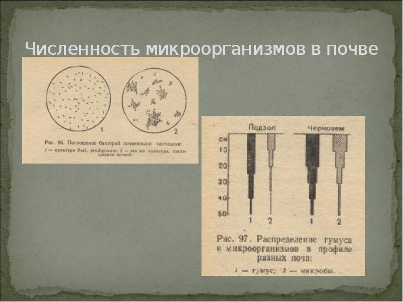 Численность микроорганизмов в почве Численность микроорганизмов в почве