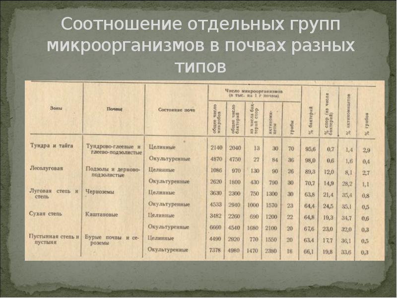 Соотношение отдельных групп микроорганизмов в почвах разных типов Соотношение отдельных групп микроорганизмов в почвах разных типов