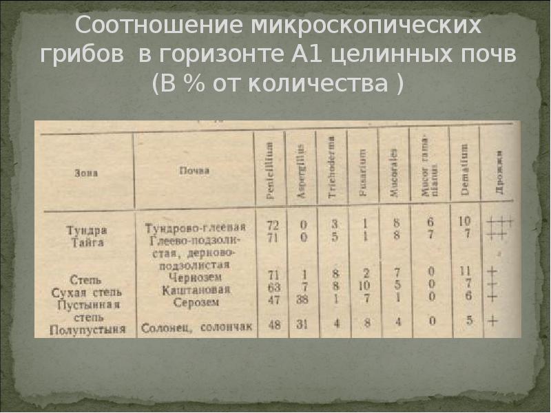 Соотношение микроскопических грибов в горизонте А1 целинных почв (В % от Соотношение микроскопических грибов в горизонте А1 целинных почв (В % от