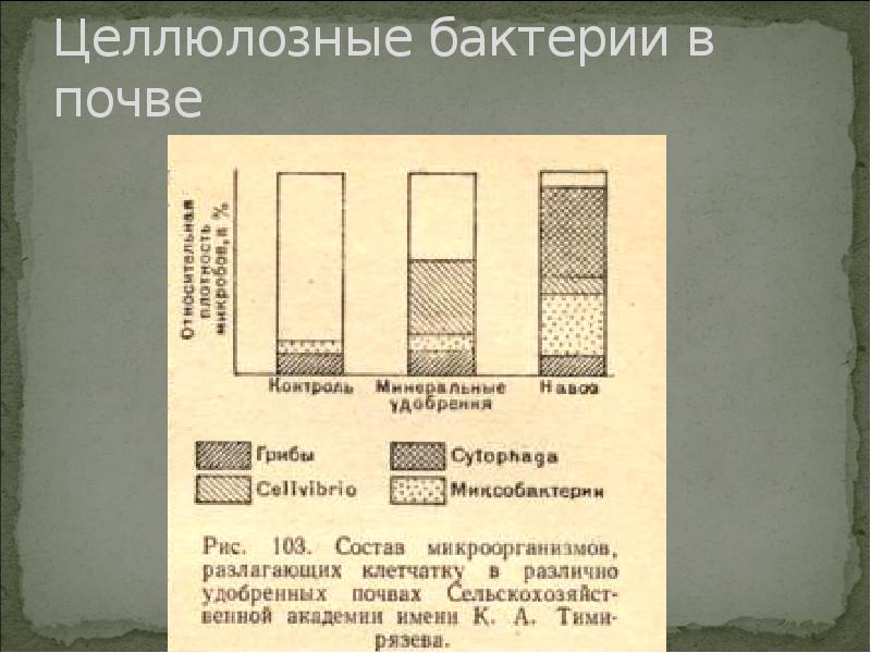 Целлюлозные бактерии в почве Целлюлозные бактерии в почве