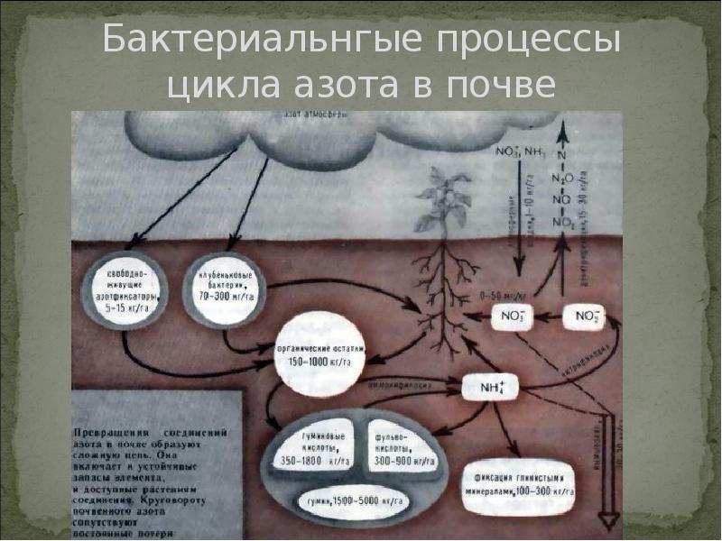 Бактериальнгые процессы цикла азота в почве Бактериальнгые процессы цикла азота в почве