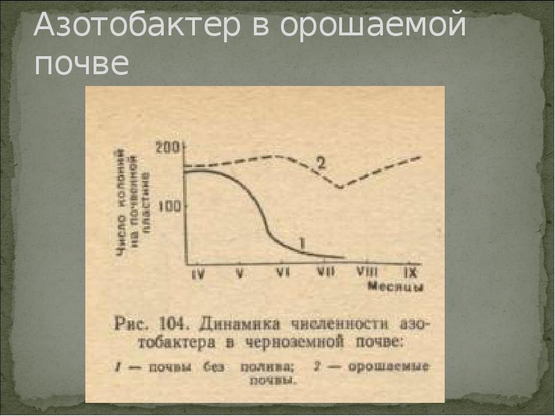 Азотобактер в орошаемой почве Азотобактер в орошаемой почве