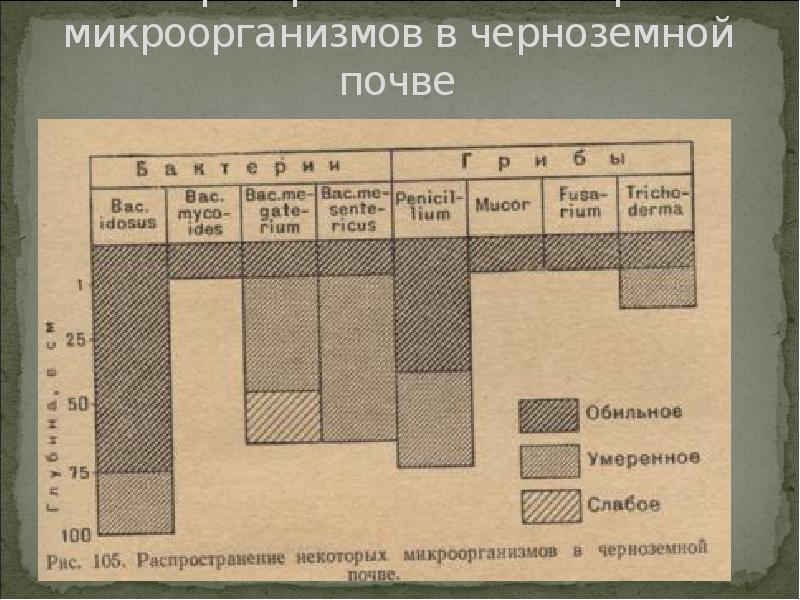 Распространение некоторых микроорганизмов в черноземной почве Распространение некоторых микроорганизмов в черноземной почве