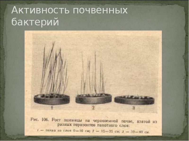 Активность почвенных бактерий Активность почвенных бактерий