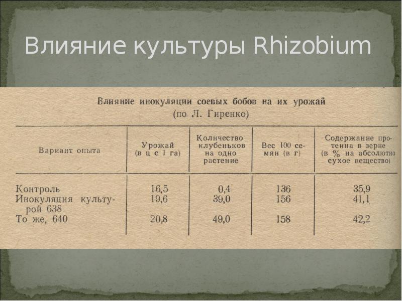 Влияние культуры Rhizobium Влияние культуры Rhizobium