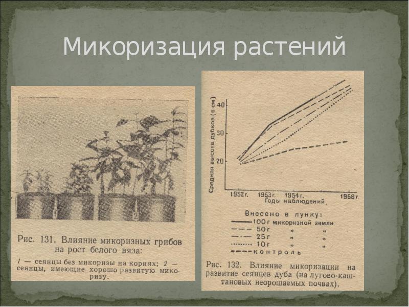 Микоризация растений Микоризация растений