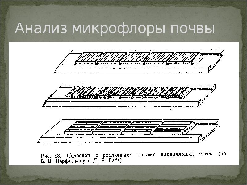 Анализ микрофлоры почвы Анализ микрофлоры почвы
