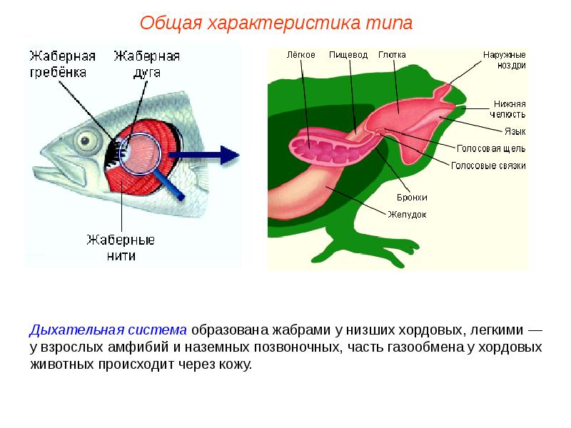 Двойное дыхание земноводных