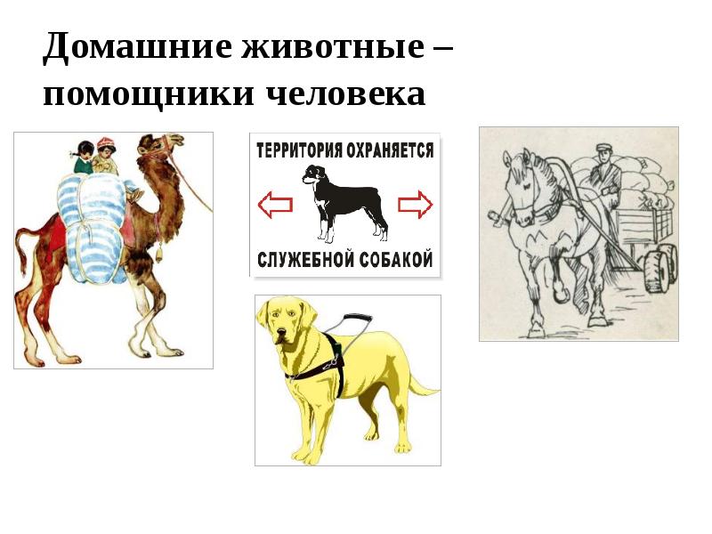 Животные помощники человека 5 класс презентация