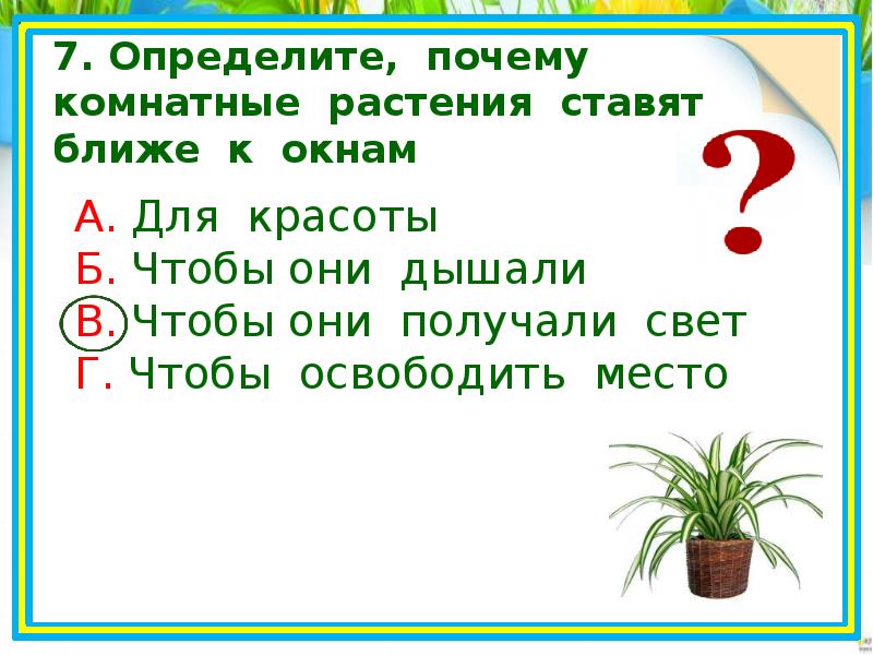 Зачем поставь. Почему комнатные растения ставят ближе к окну. Зачем комнатные растения. Почему комнатные растения ставят близко к окну. Почему комнатные растения ставят ближе к окну 1 класс окружающий мир.