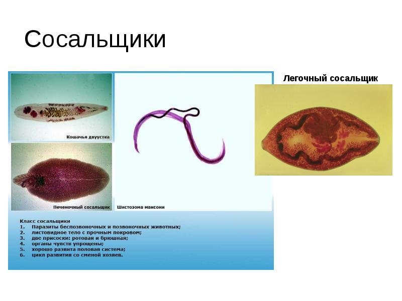 Что такое гельминтология