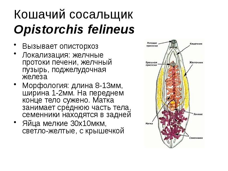 Описторхоз черви фото