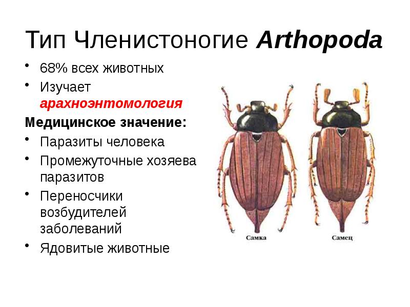 Презентация медицинская арахноэнтомология