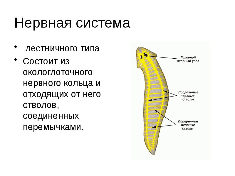 Окологлоточное нервное кольцо система