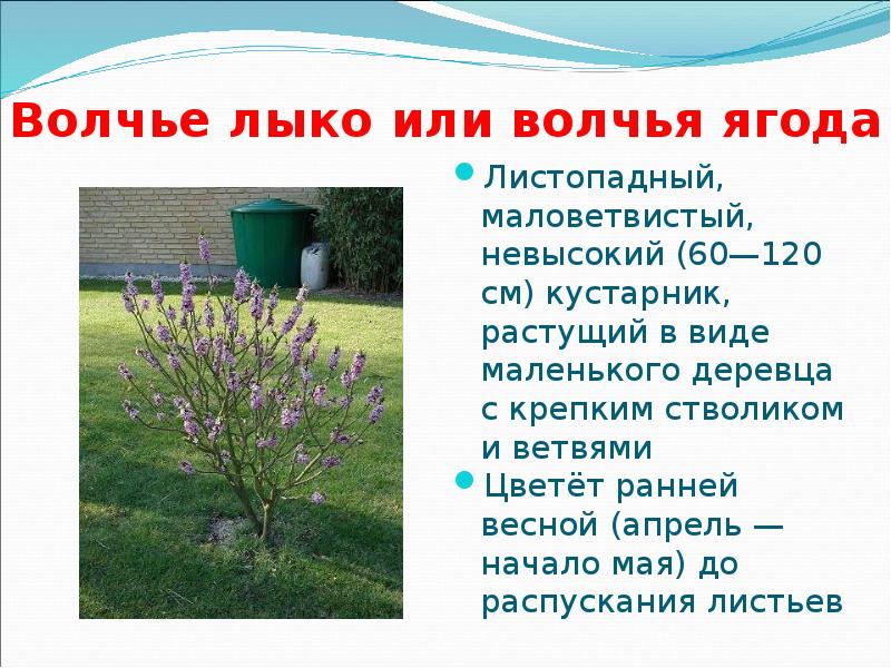 У какого растения несколько стволиков. Волчье лыко цветет ранней весной. Волчье лыко. Волчье лыко доклад. Волчье лыко Озеленение.