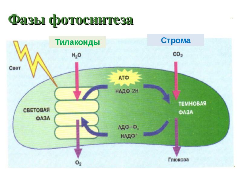 Световая фаза фотосинтеза картинка