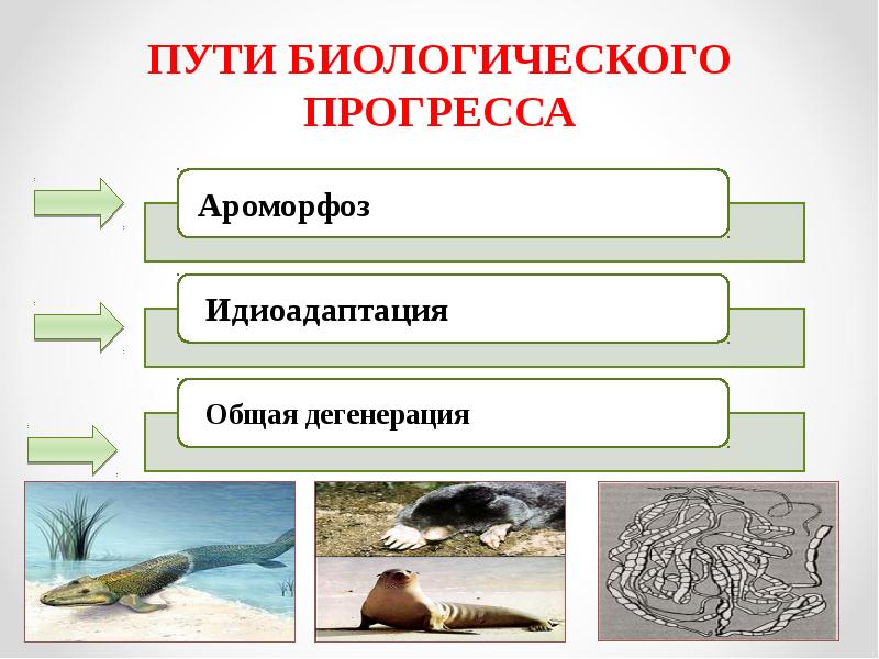 Пути биологического прогресса презентация