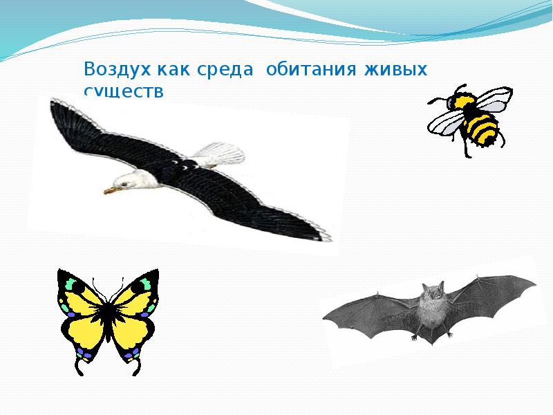 Роль воздуха. Значение воздуха для человека. Значение воздуха картинки. Роль воздуха. Значение воздуха для биосферы.