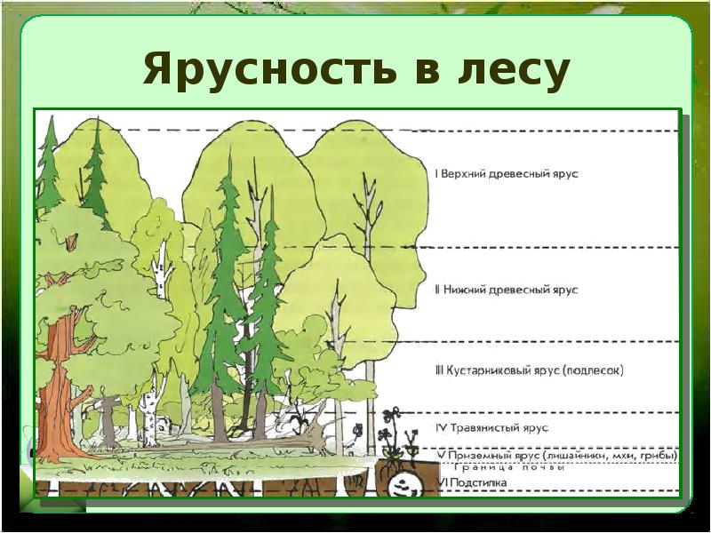 Описание экосистемы хвойного леса по плану 9 класс