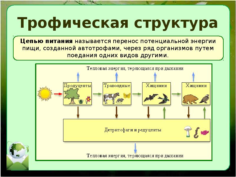 Предложите схему показывающую перенос энергии в экосистеме