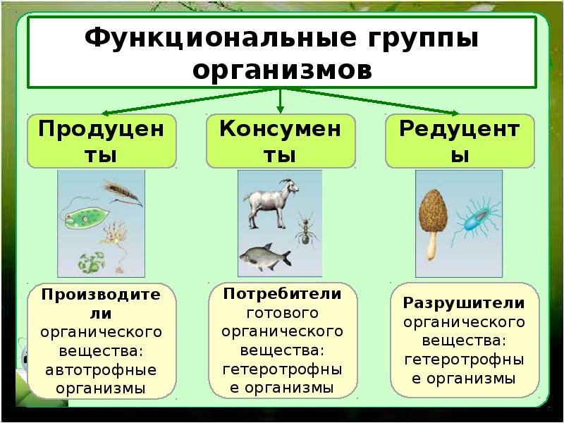 Продуценты редуценты консументы презентация