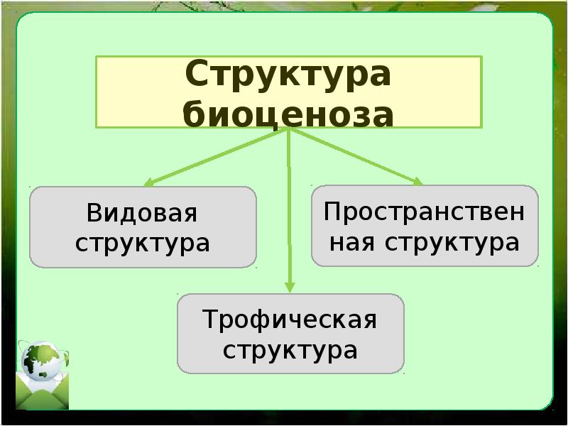 Видовая и пространственная структура экосистемы презентация